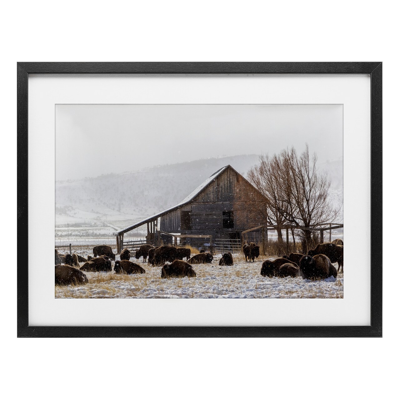 Stupell Industries Colorado Buffalo Snowy Farm Framed Print Under Glass, design by Jeff Poe Photography